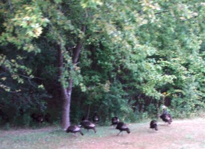 Wild Turkeys by the Roadside near Forest Woodhenge!