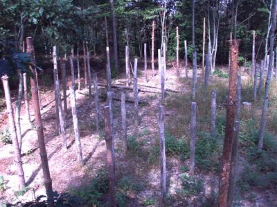 Forest Woodhenge Postholes (4)