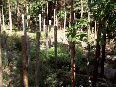 Forest Woodhenge Postholes (1)