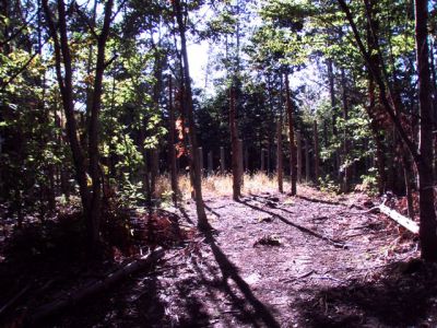 Forest Woodhenge Sept. 24, 2009 (3)