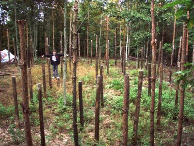 Forest Woodhenge Complete (2) Jesse Footit 