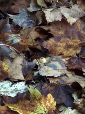 Forest Wonders:Little Mushroom in the Leaves