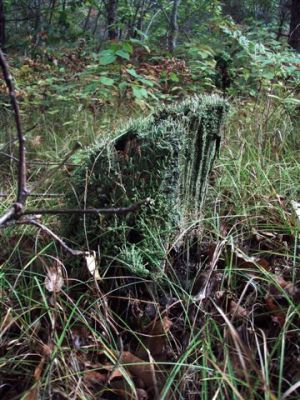 Forest Wonders: Moss Covered Stump (2)