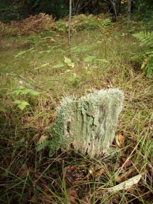 Forest Wonders: Moss Covered Stump (3)