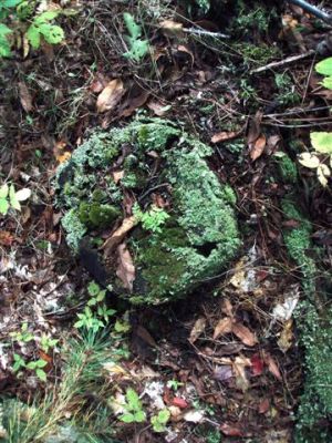 Forest Wonders: Moss Covered Stump (4)
