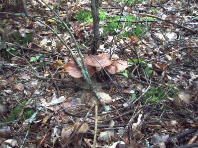Forest Wonders: Mushrooms (3)