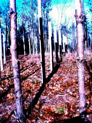 Forest Woodhenge - MidFall-True Noon (3)