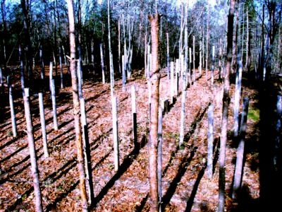 Forest Woodhenge - MidFall-True Noon (6)