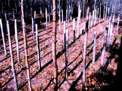 Forest Woodhenge - MidFall-True Noon (7)