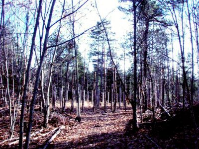 Forest Woodhenge-MidFall - Entrance