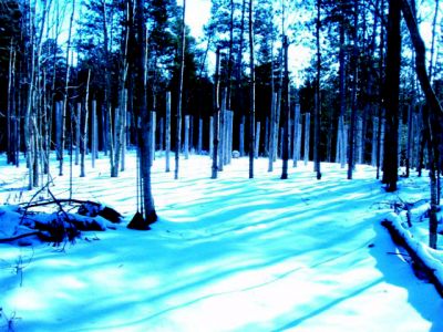 Forest Woodhenge - Winter Solstice (5)