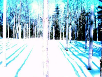 Forest Woodhenge: Winter Solstice: True Noon (5)
