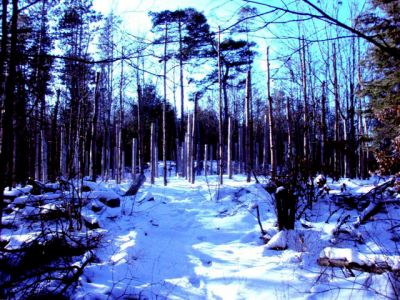 Forest Woodhenge - Winter Solstice - Approach