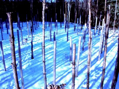 Forest Woodhenge - Winter Solstice (2)