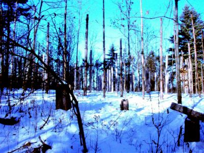 Forest Woodhenge - Winter Solstice (4) 